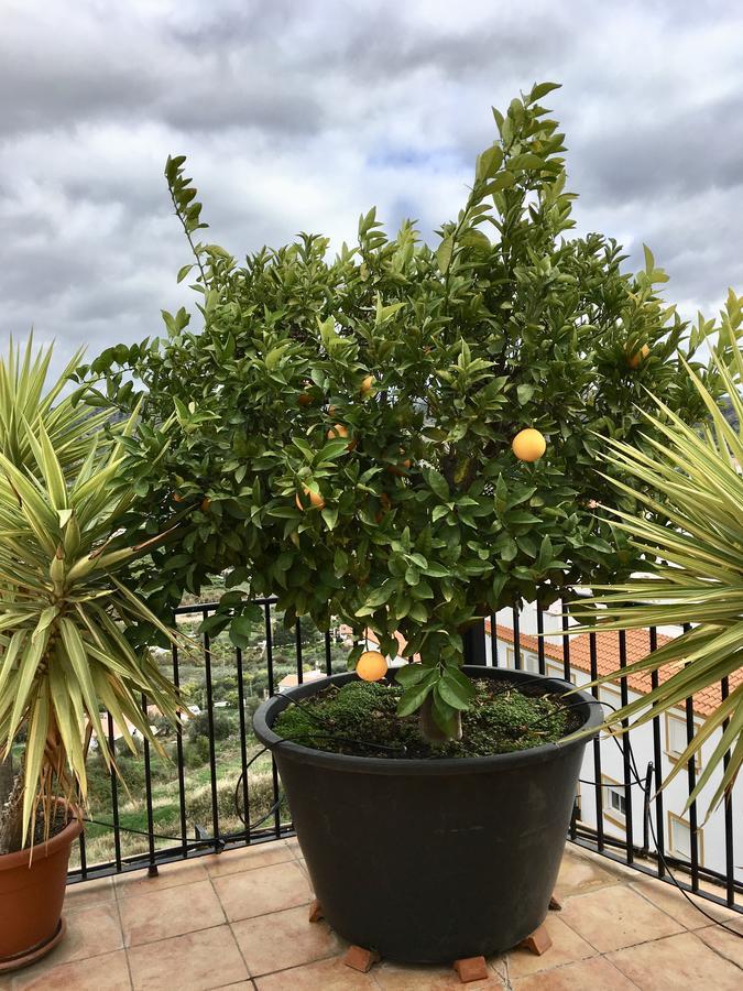 Penthouse Alora公寓 外观 照片